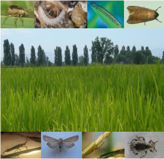 Problematich entomologiche in risaia
